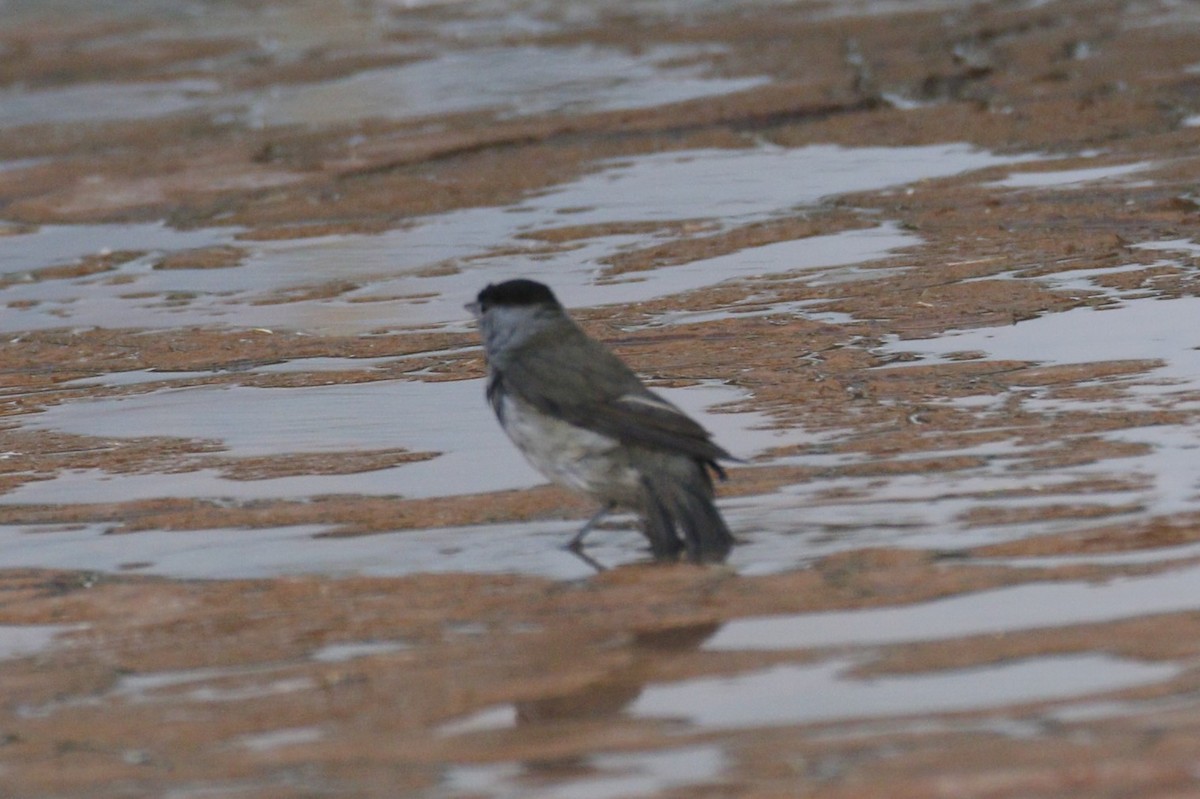 Eurasian Blackcap - ML645849015