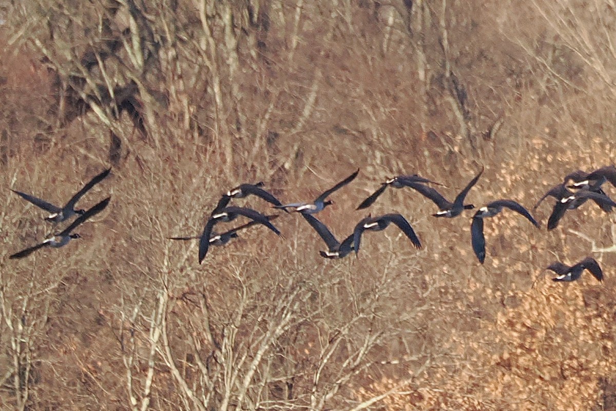 Barnacle Goose - ML645849016