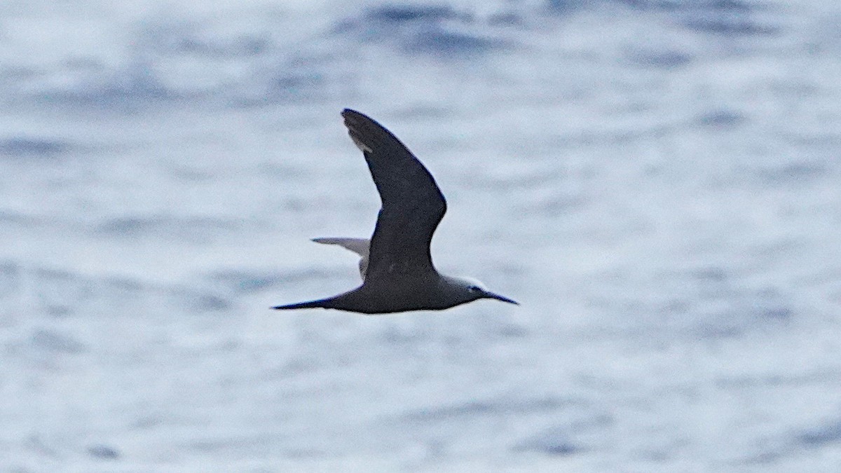 Brown Noddy - ML645849019