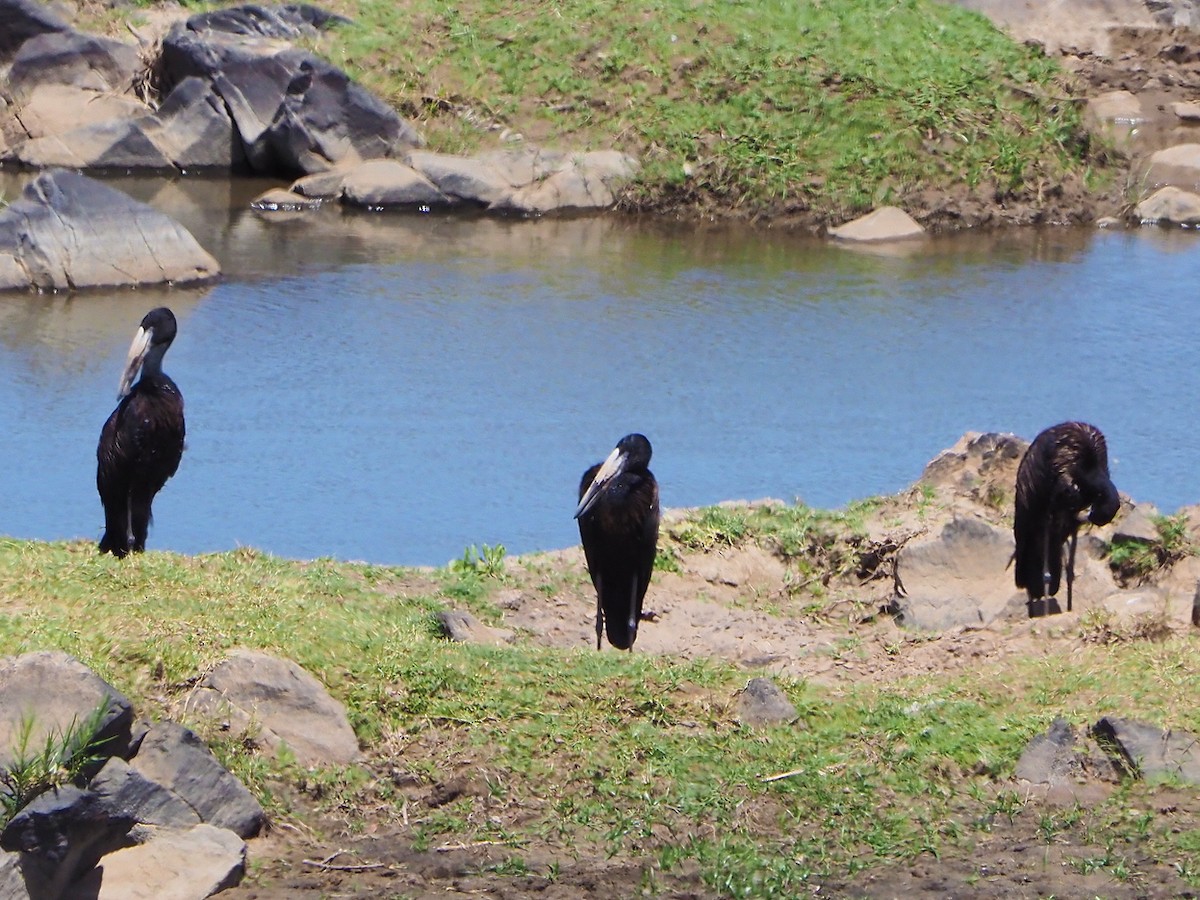 Matxardamoko beltza - ML645849024