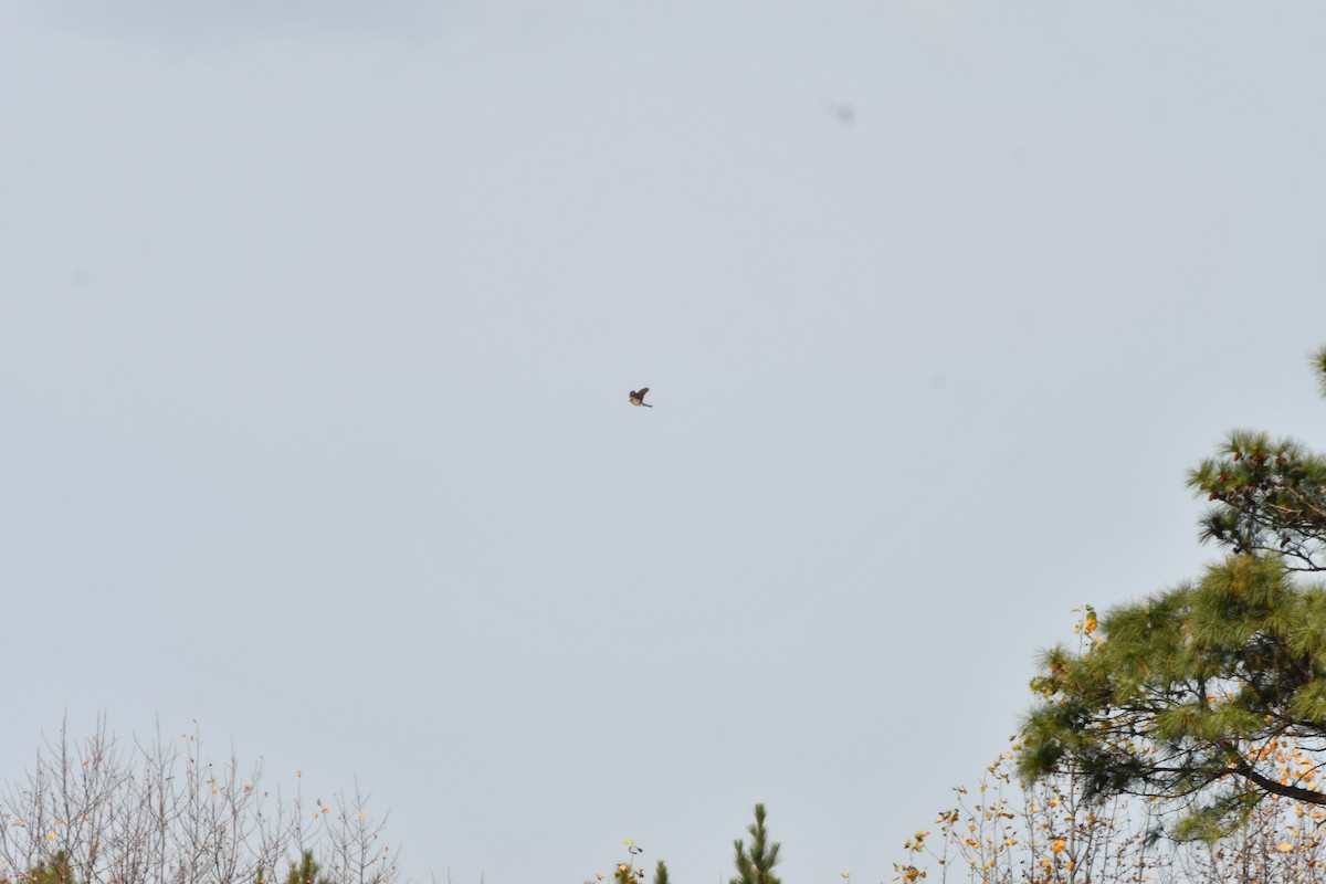 アシボソハイタカ - ML645849026