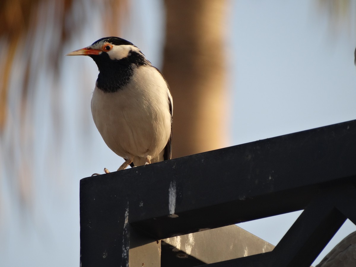 Indian Pied Starling - ML645849029