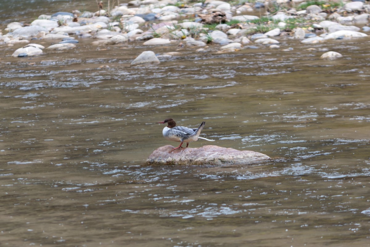 laksand - ML645849035