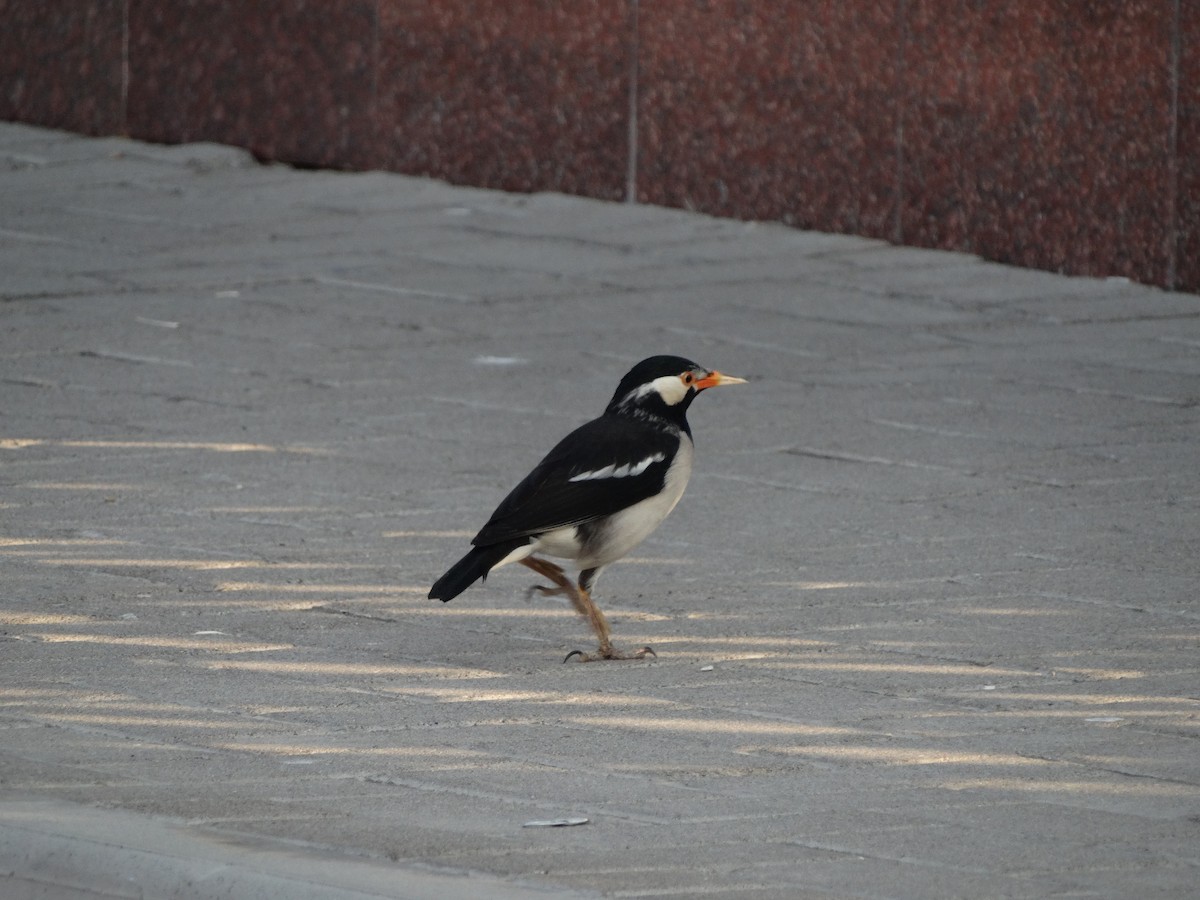 Indian Pied Starling - ML645849044