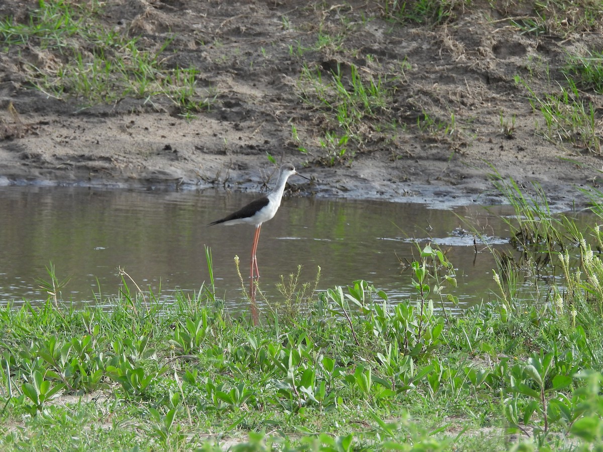 Zankaluze eurasiarra - ML645849046