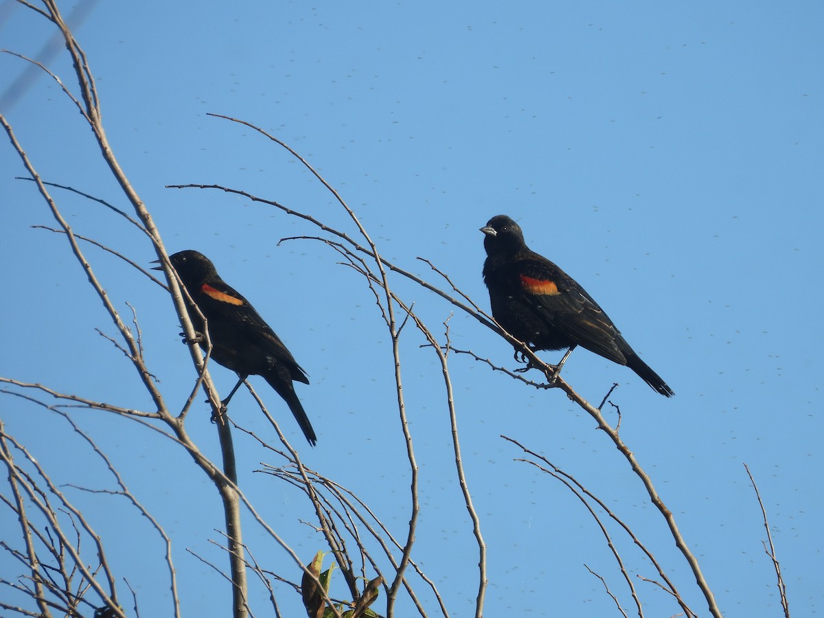 Red-winged Blackbird - ML645849048