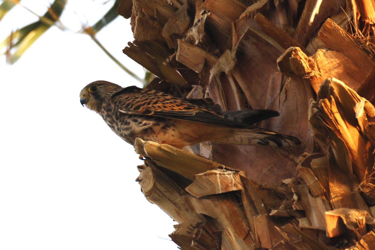 Eurasian Kestrel - ML645849050