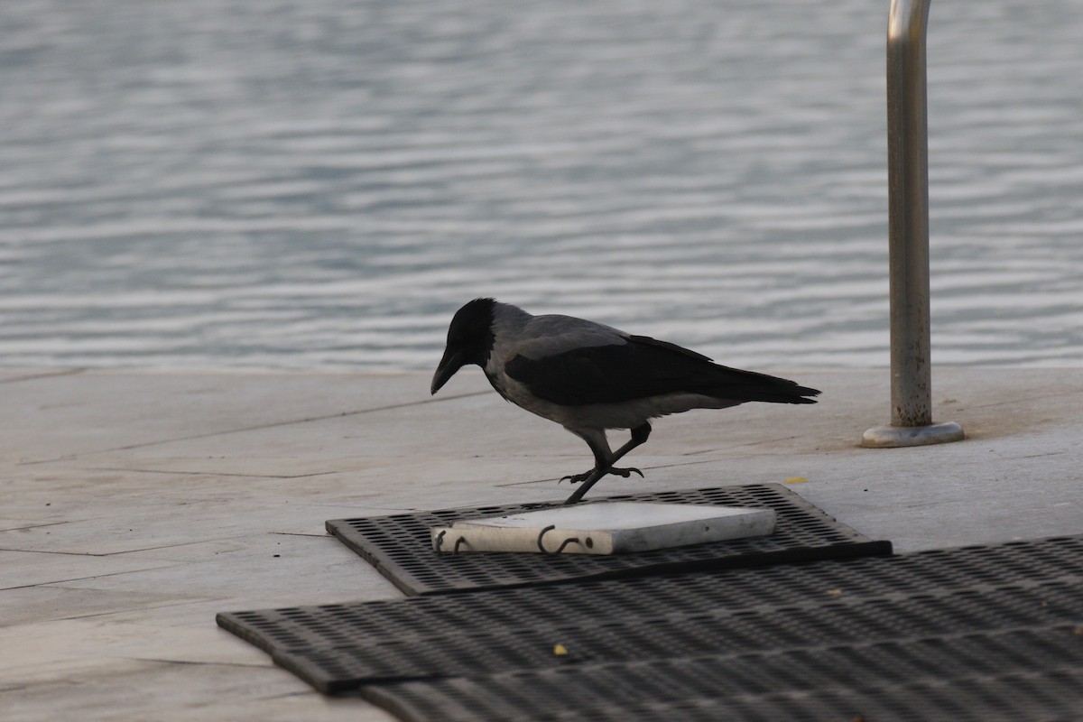 Hooded Crow - ML645849063