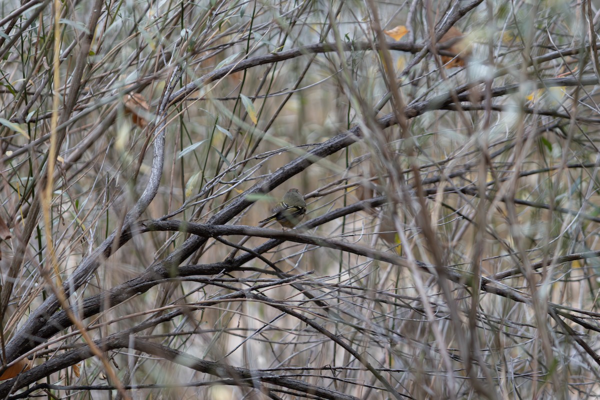 králíček americký - ML645849064