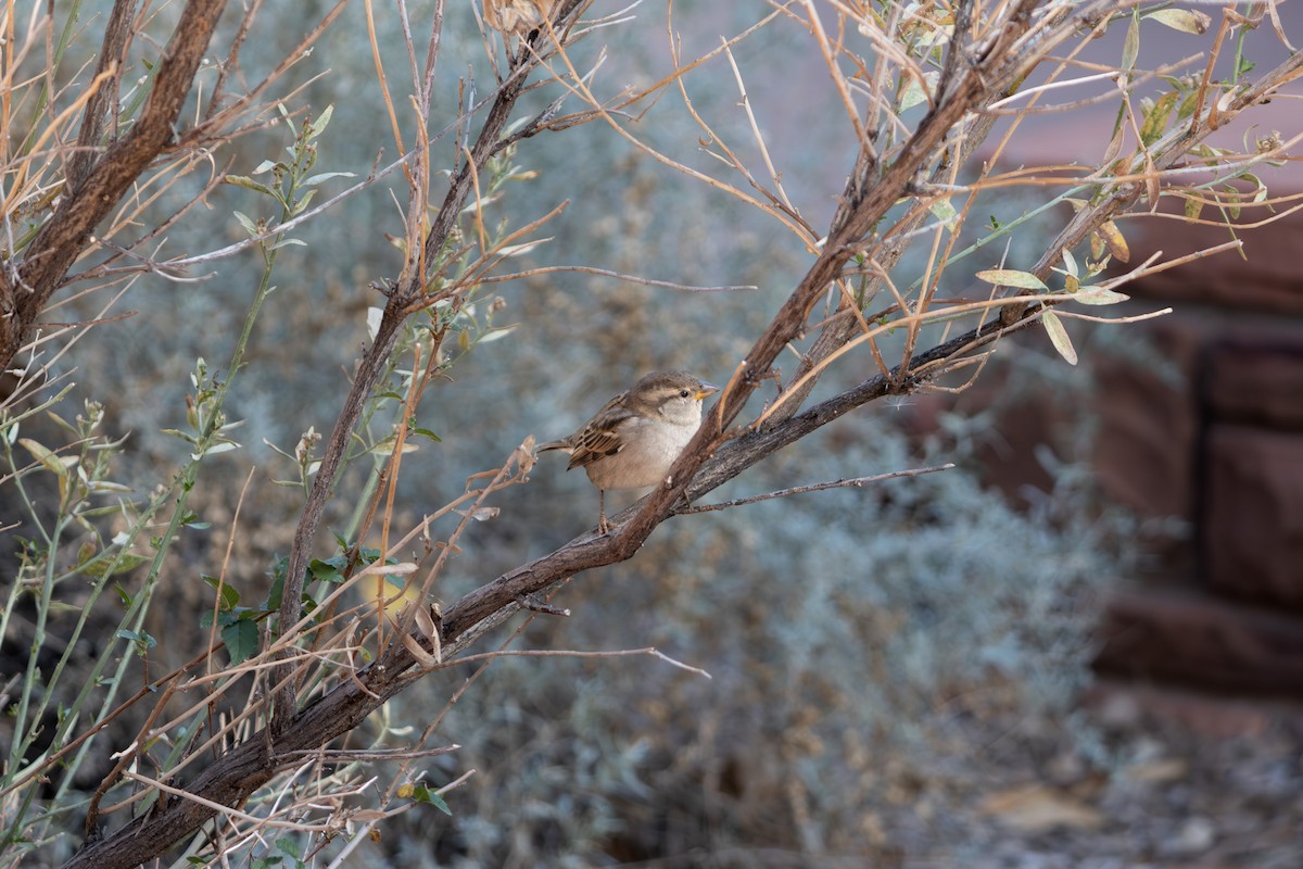 gråspurv - ML645849065