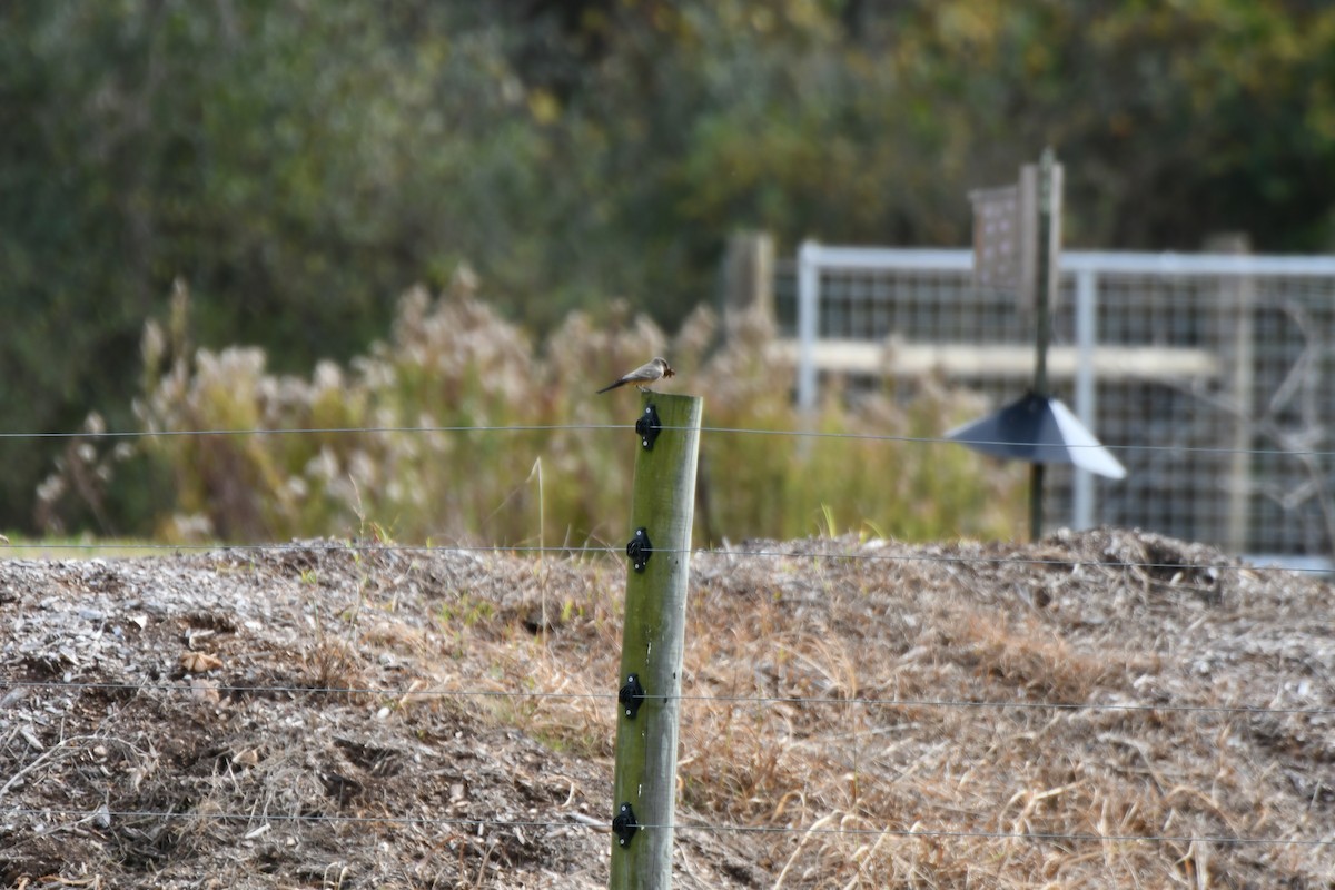 チャイロツキヒメハエトリ - ML645849068