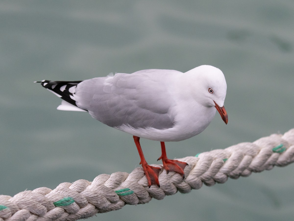 Zilar-antxeta - ML645849070