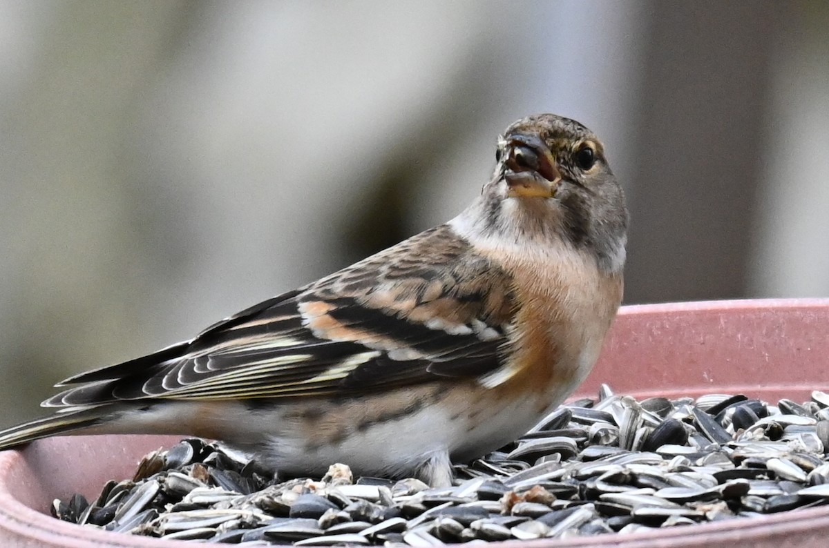 pěnkava jikavec - ML645849072