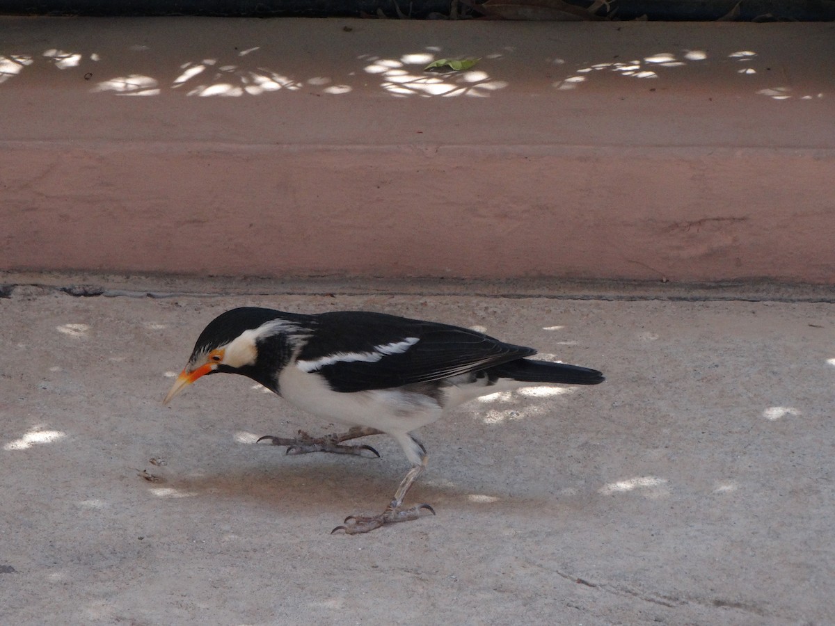 Indian Pied Starling - ML645849074