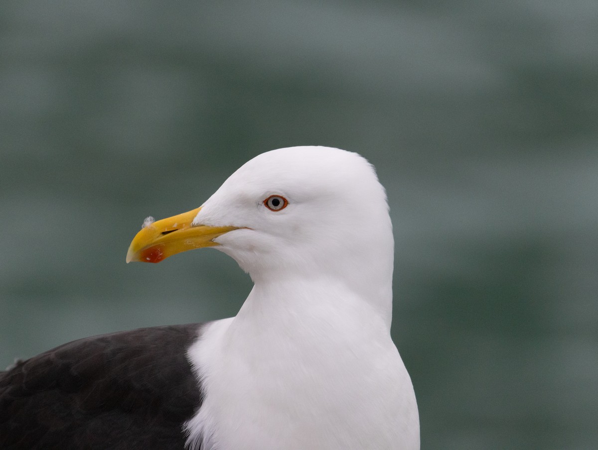 Kaio domingotarra - ML645849075