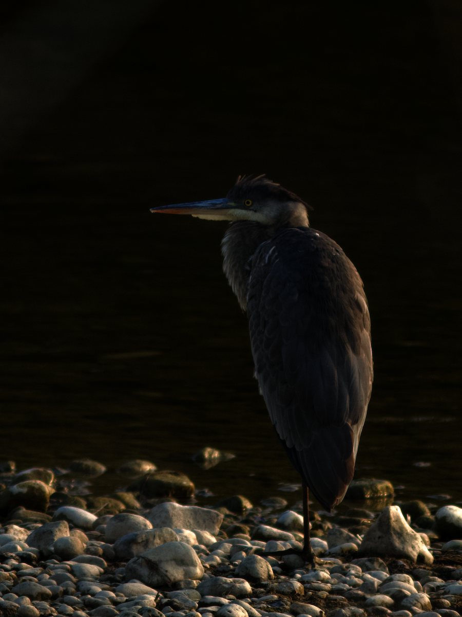 Great Blue Heron - ML645849079