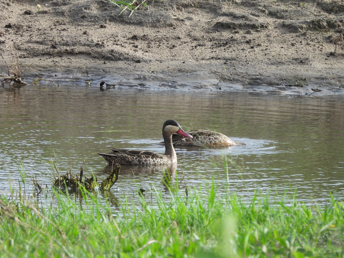 Red-billed Duck - ML645849080