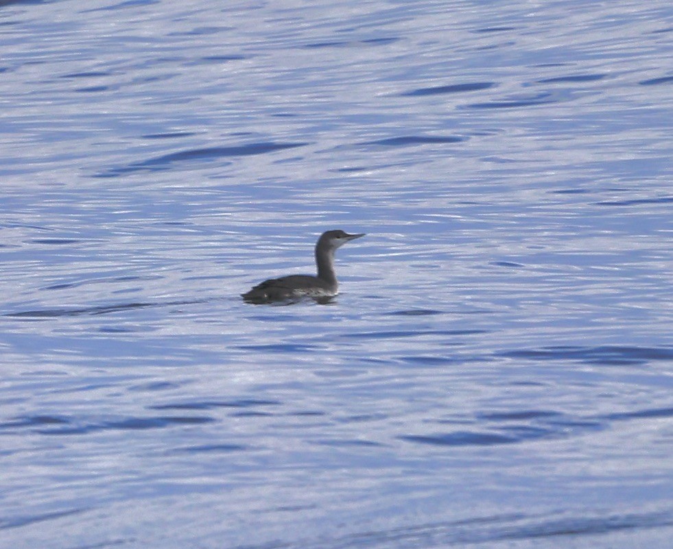 Red-throated Loon - ML645849081