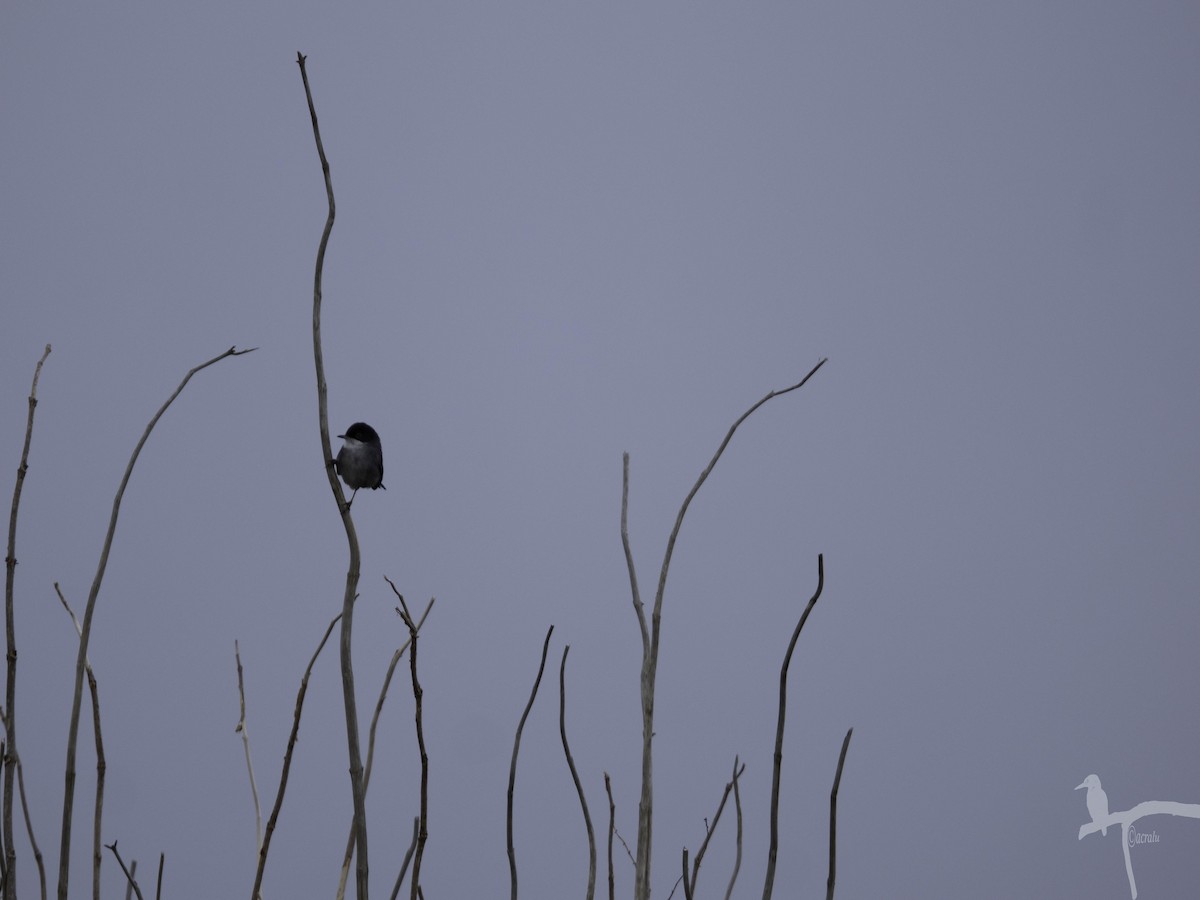 Txinbo burubeltza - ML645849084