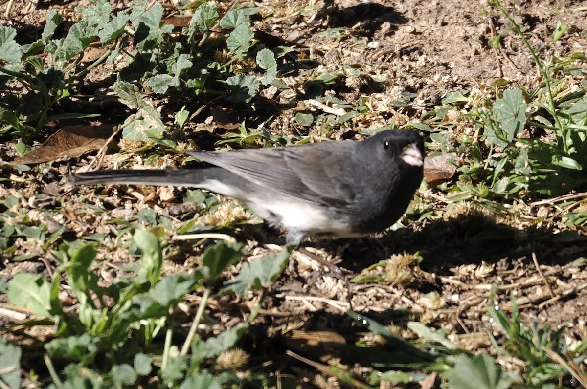 Dark-eyed Junco (cismontanus) - ML645849092