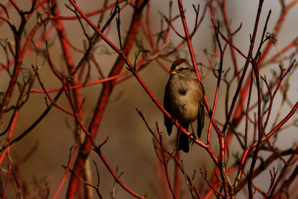 Пасовник північний - ML645849098