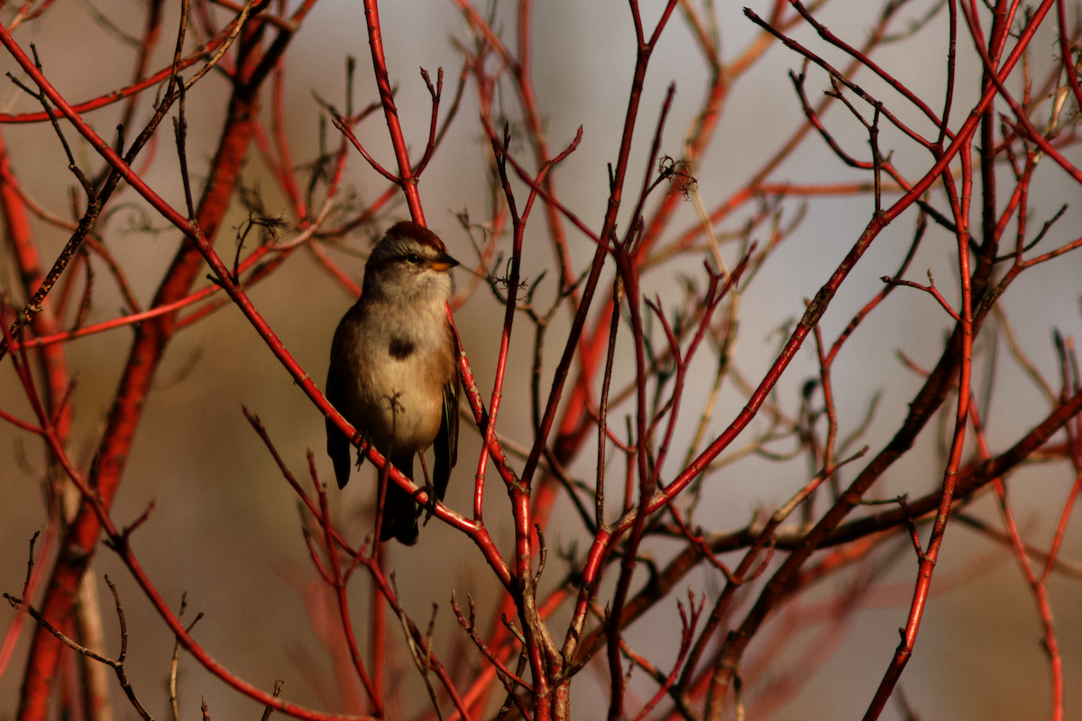 Пасовник північний - ML645849099