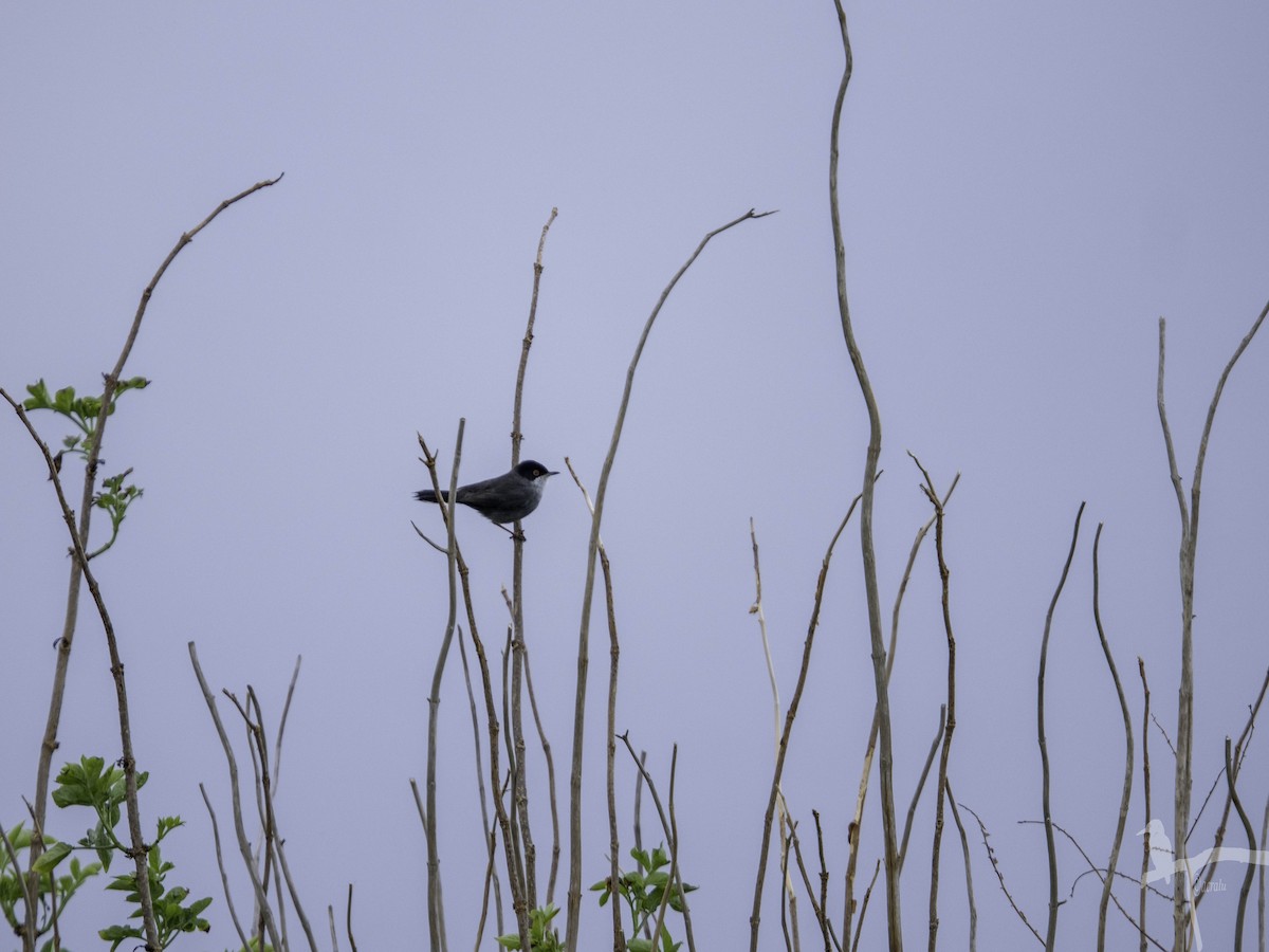 Txinbo burubeltza - ML645849103