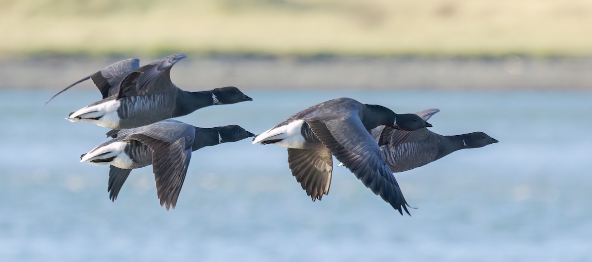 Brant - ML645849104