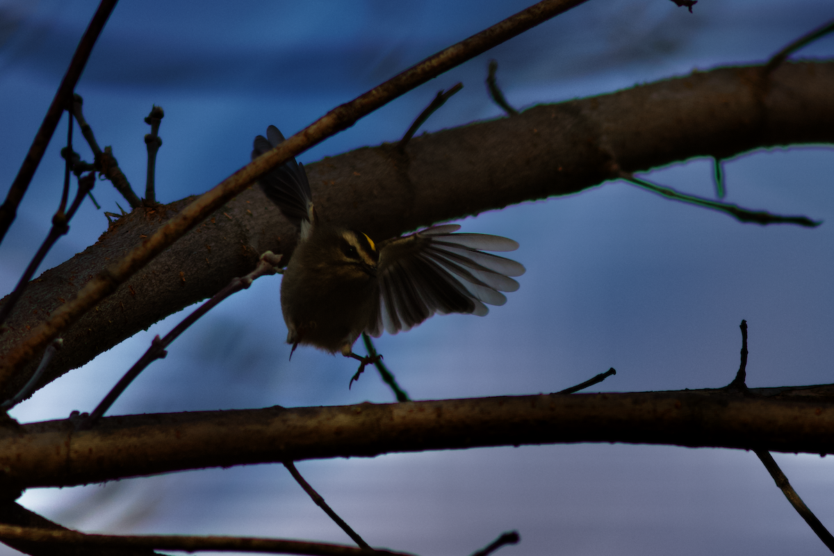 Golden-crowned Kinglet - ML645849105