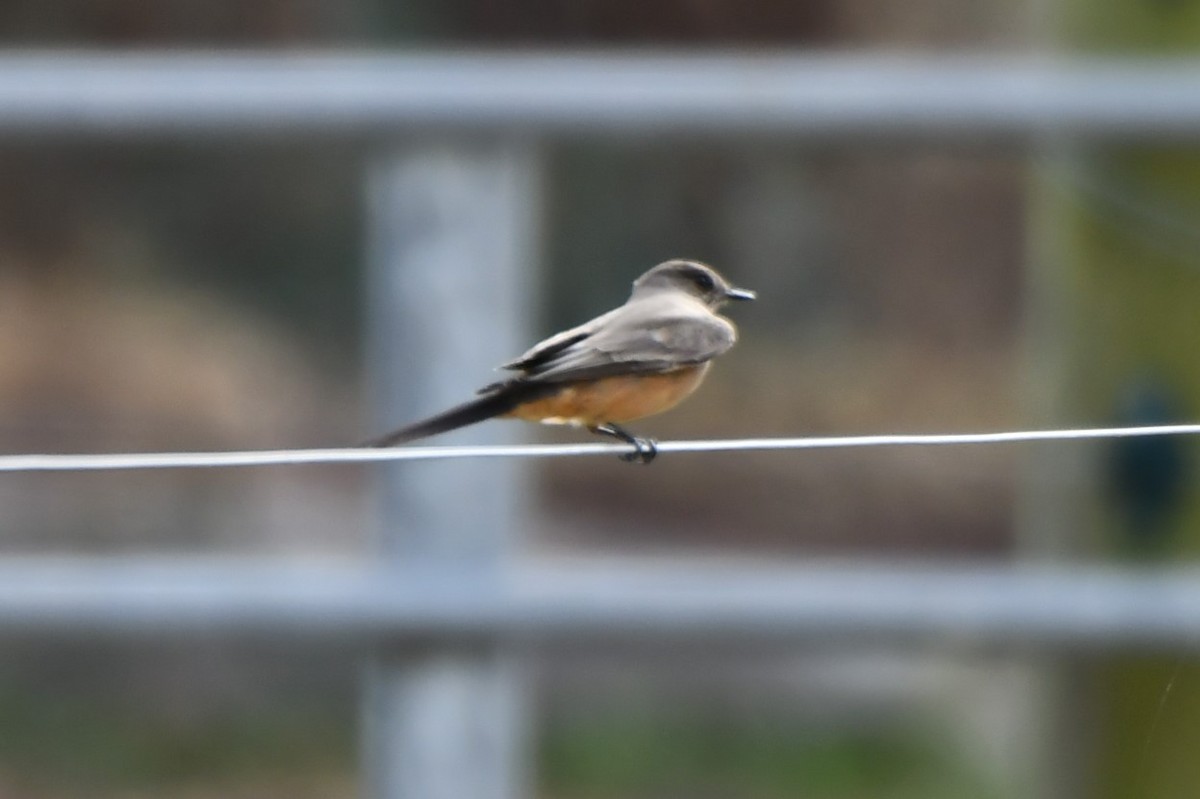 チャイロツキヒメハエトリ - ML645849107