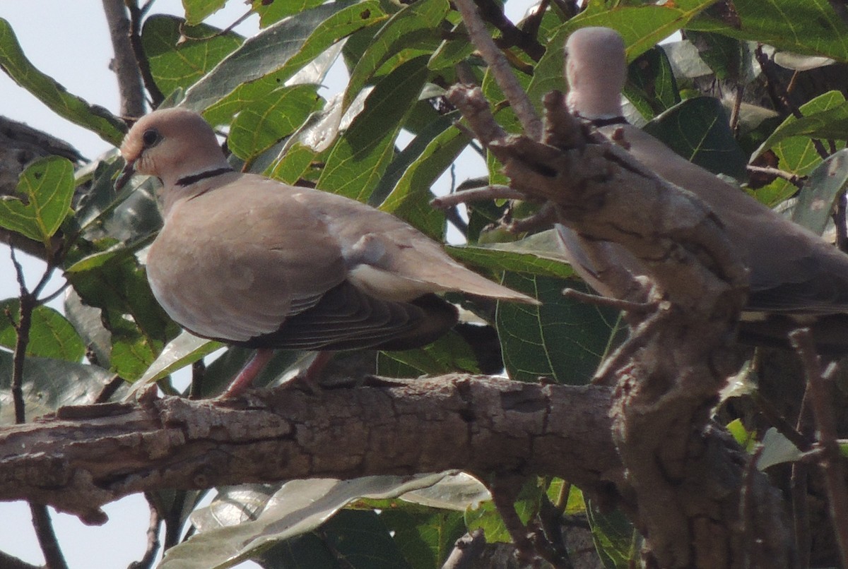 Vinaceous Dove - ML645849109