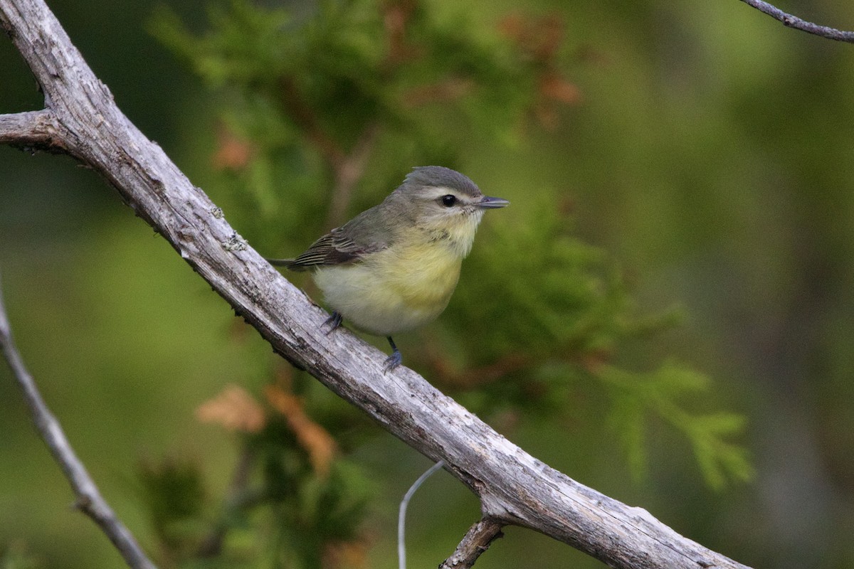 Bireo filadelfiarra - ML645849111