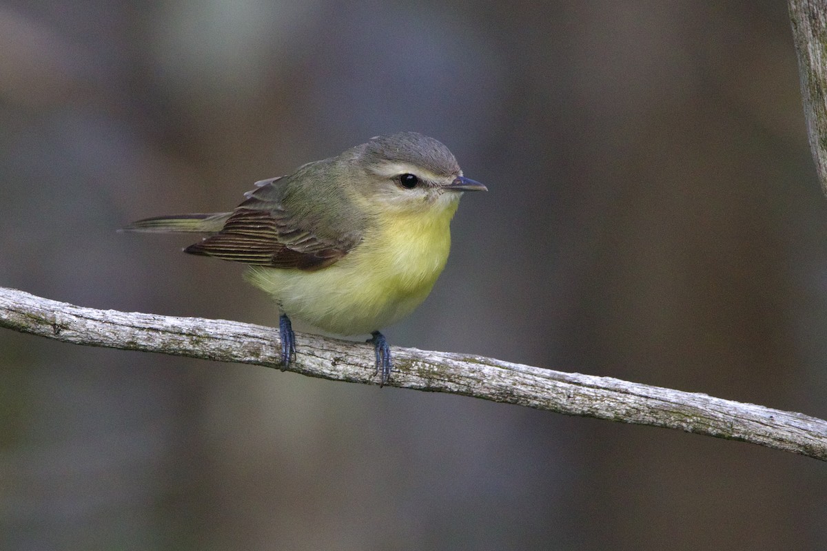 Bireo filadelfiarra - ML645849112