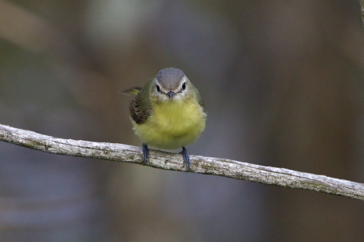 Bireo filadelfiarra - ML645849113