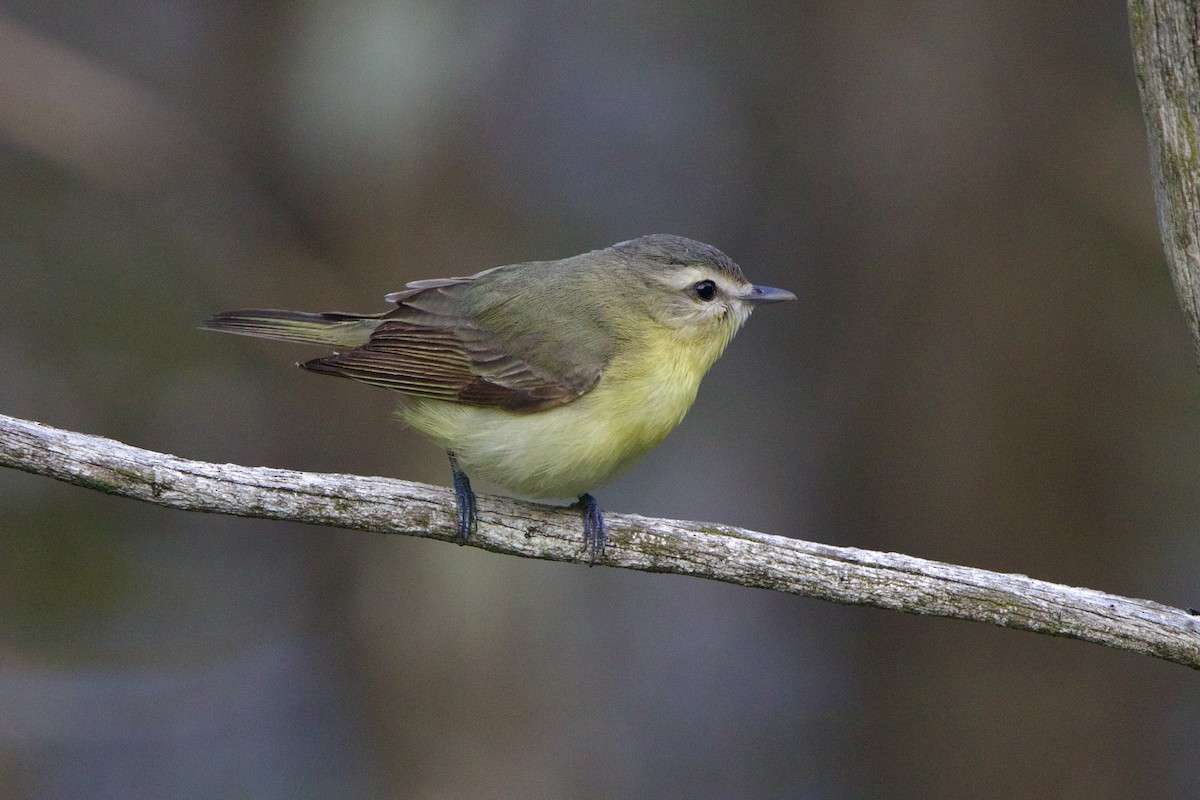 Bireo filadelfiarra - ML645849114