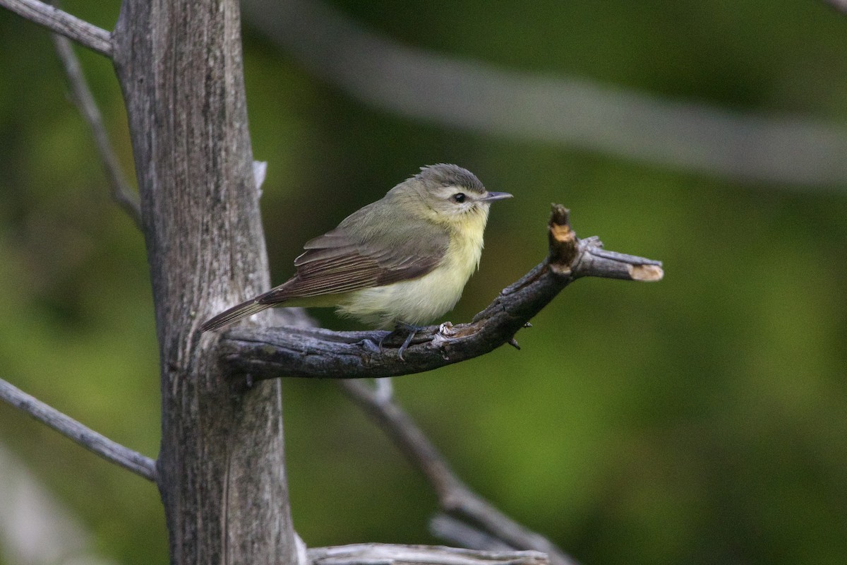 Bireo filadelfiarra - ML645849115