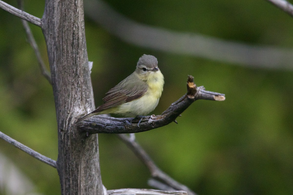 Bireo filadelfiarra - ML645849116