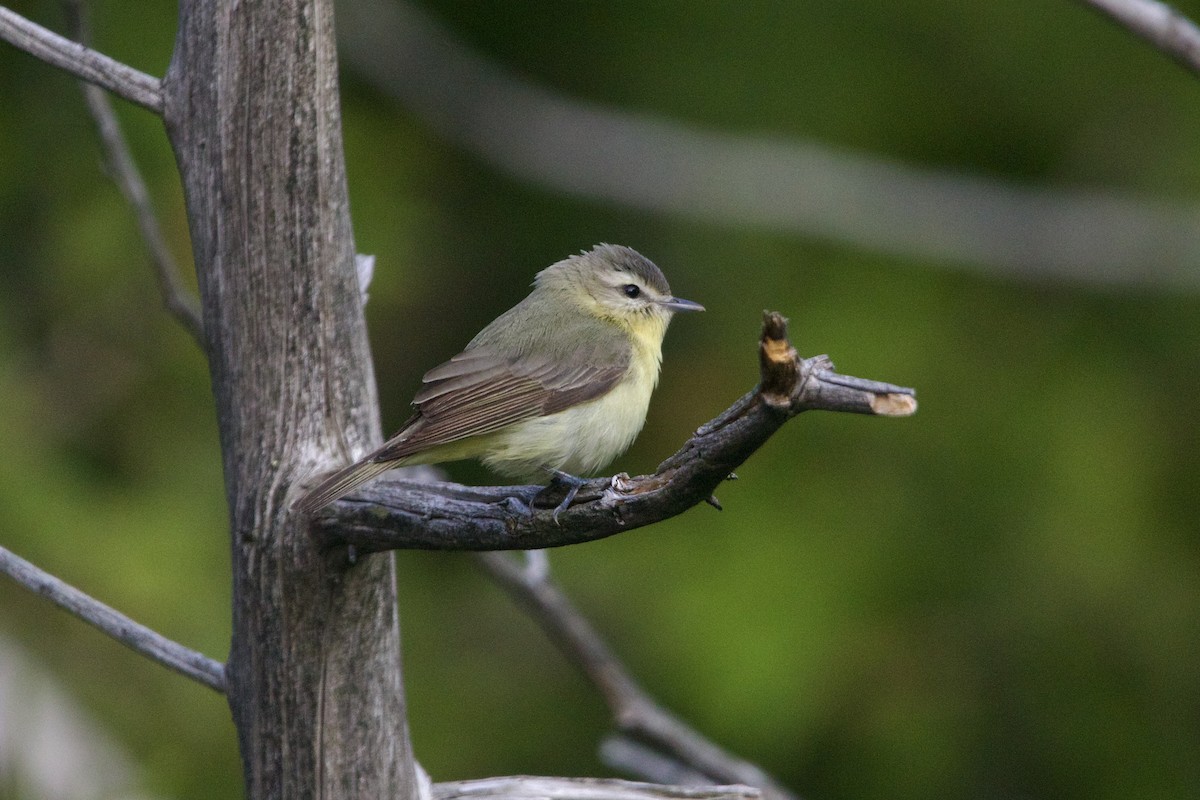 Bireo filadelfiarra - ML645849117