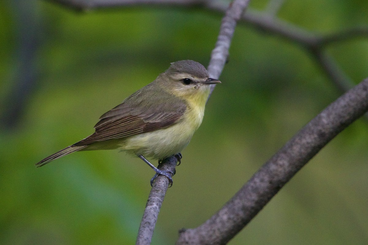 Bireo filadelfiarra - ML645849118