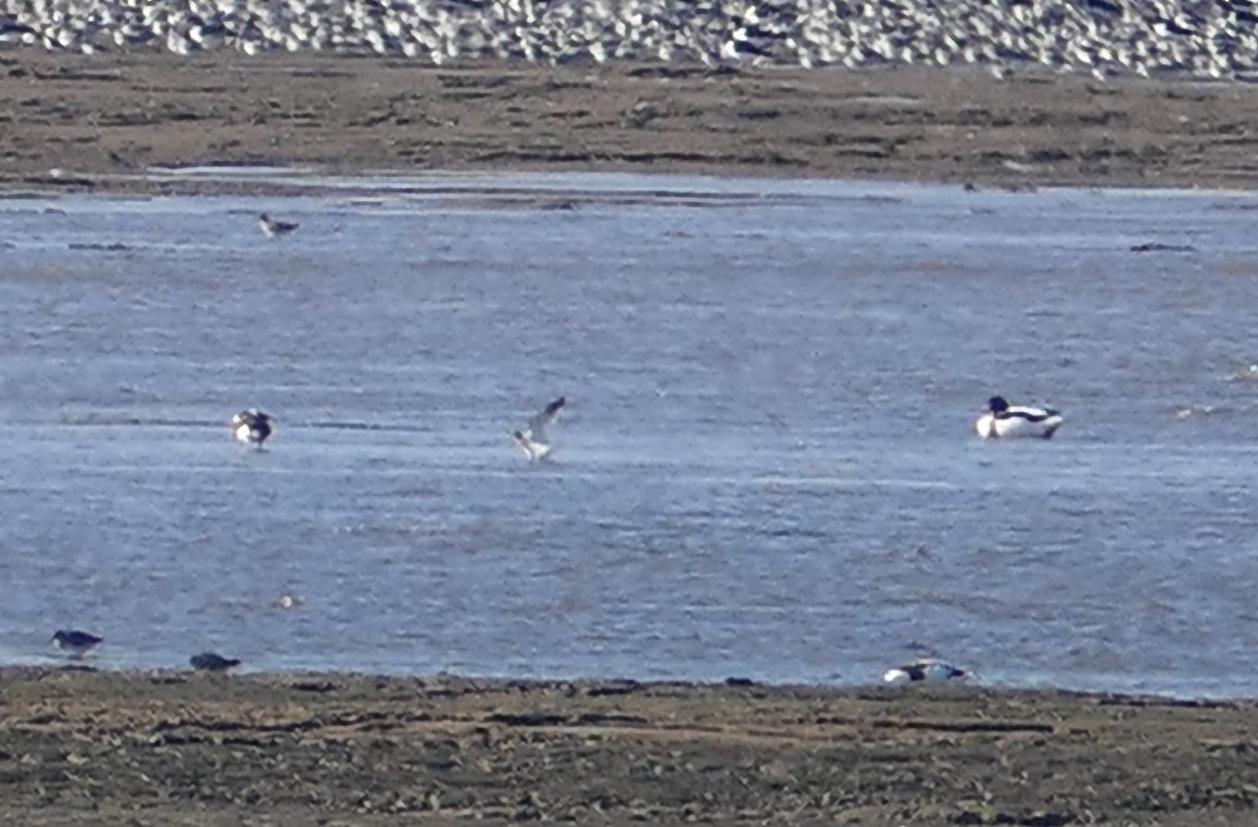 Common Shelduck - ML645849119