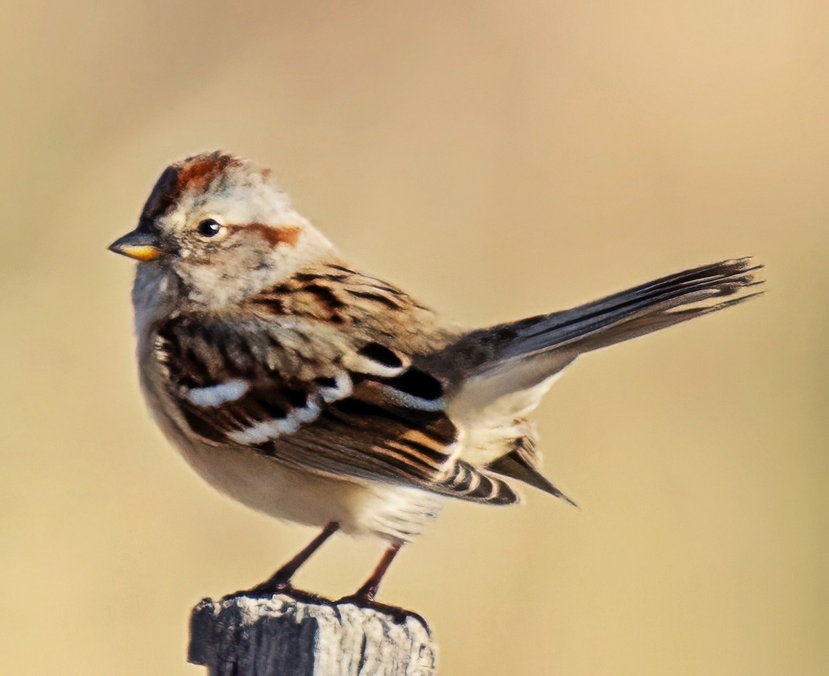 Пасовник північний - ML645849123