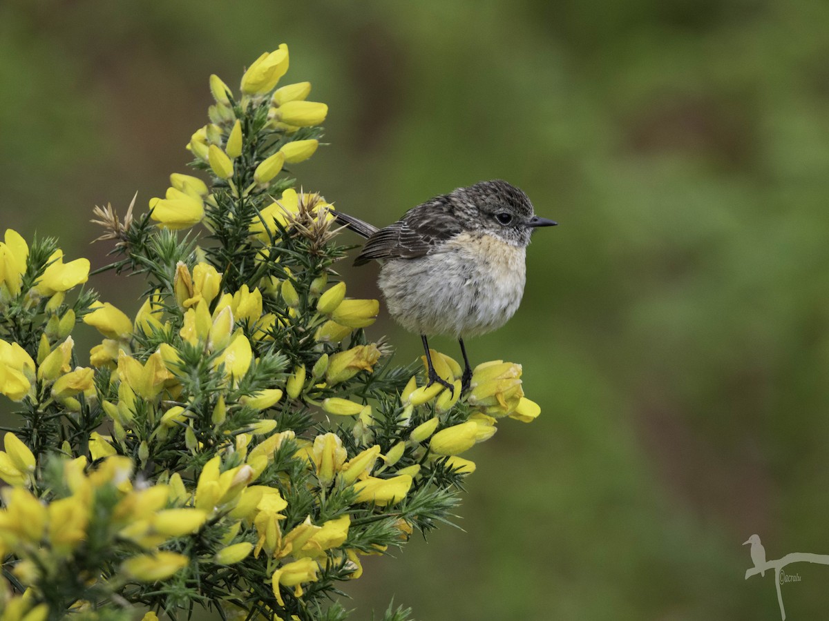 European Stonechat - ML645849125