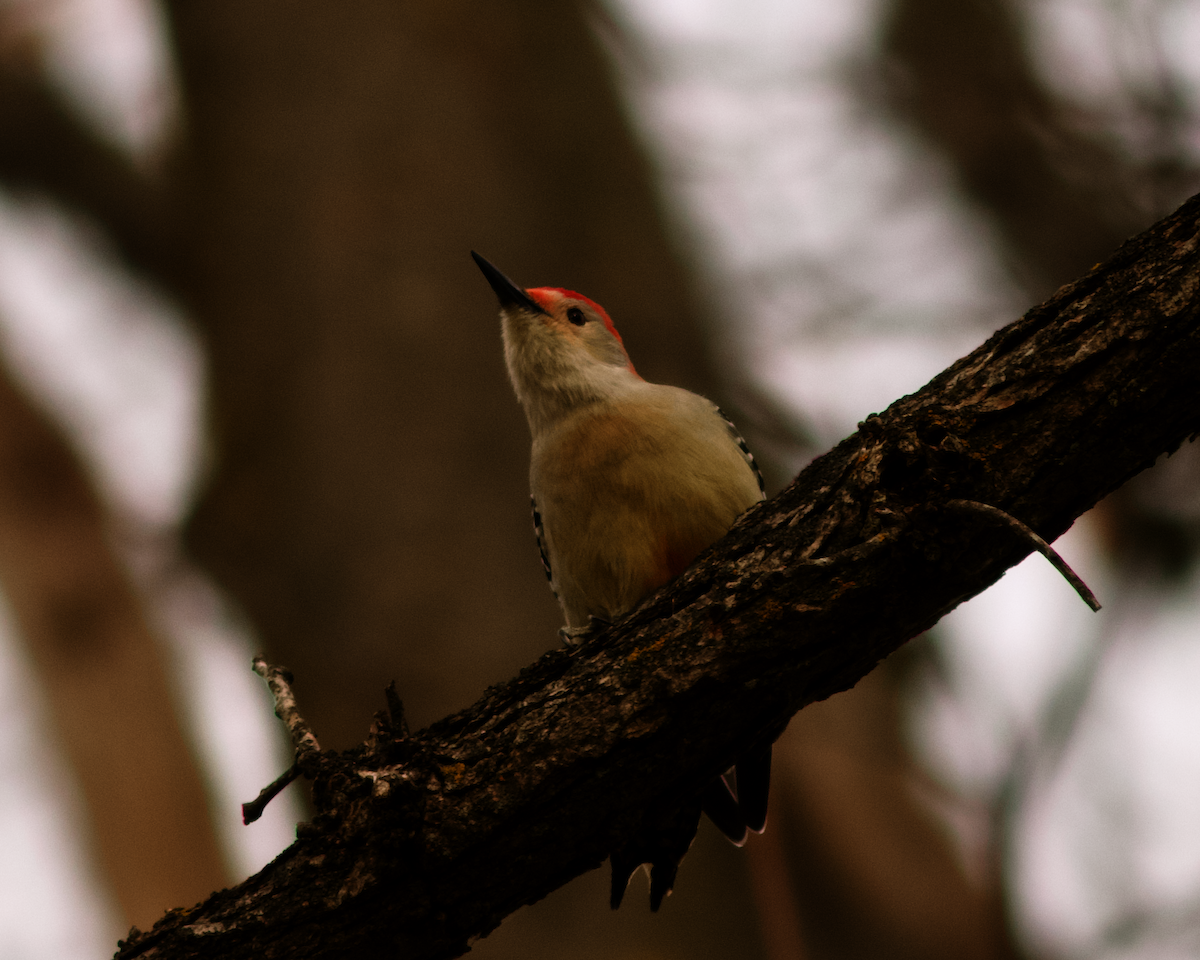 Red-bellied Woodpecker - ML645849126