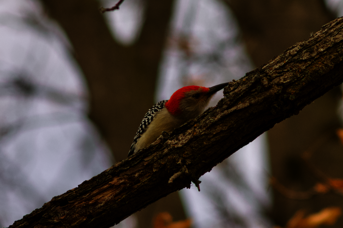 Red-bellied Woodpecker - ML645849127