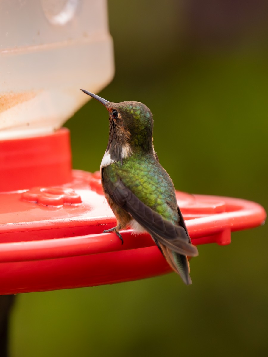 Volcano Hummingbird - ML645849128