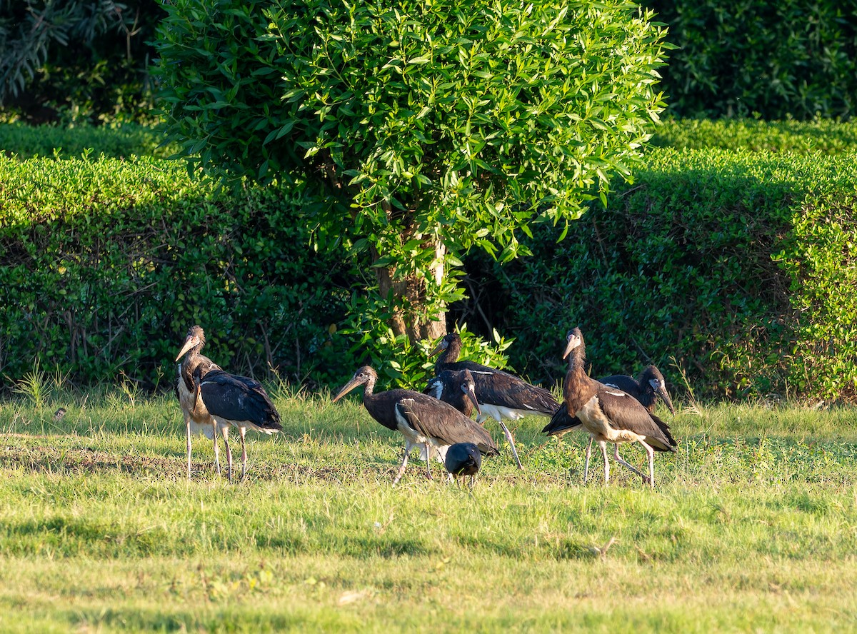 Abdim's Stork - ML645849131