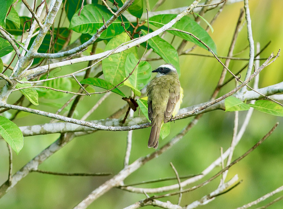 Sosyal Tiran - ML645849132