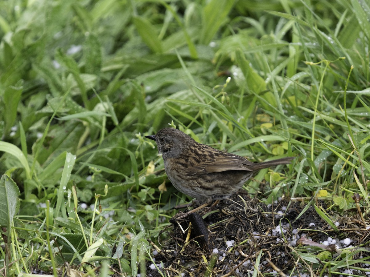 Dunnock - ML645849135