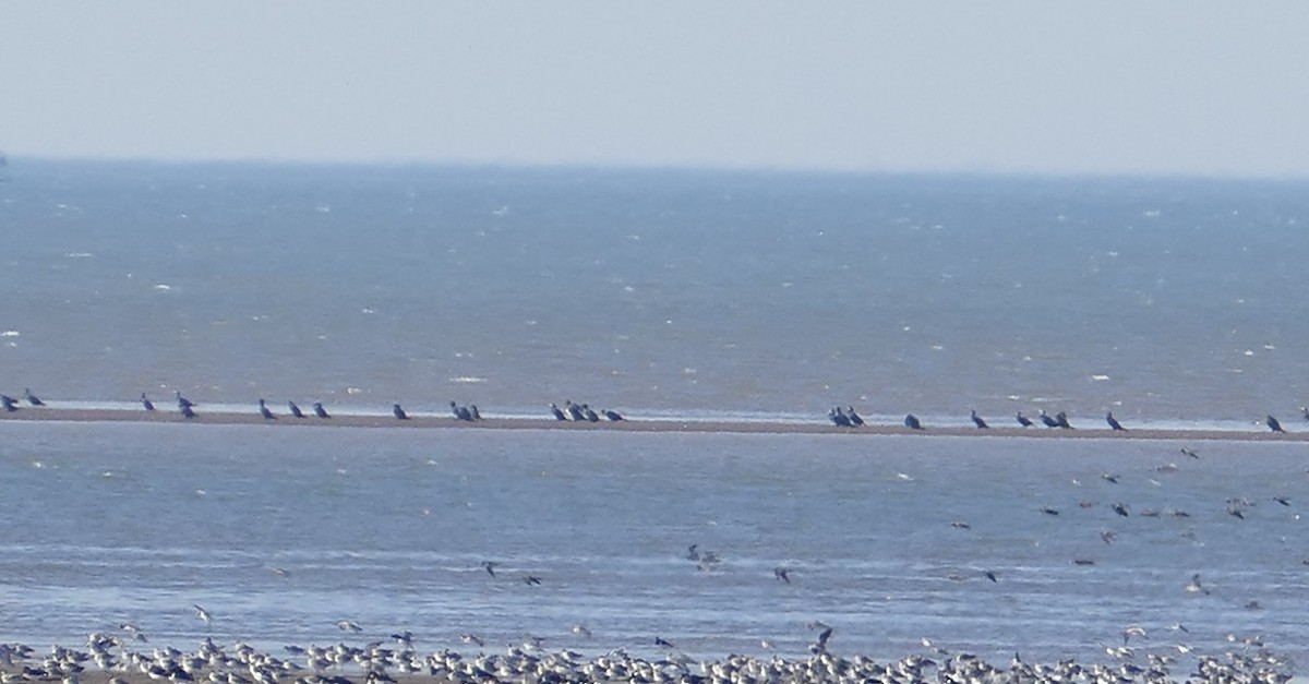 kormorán velký - ML645849136