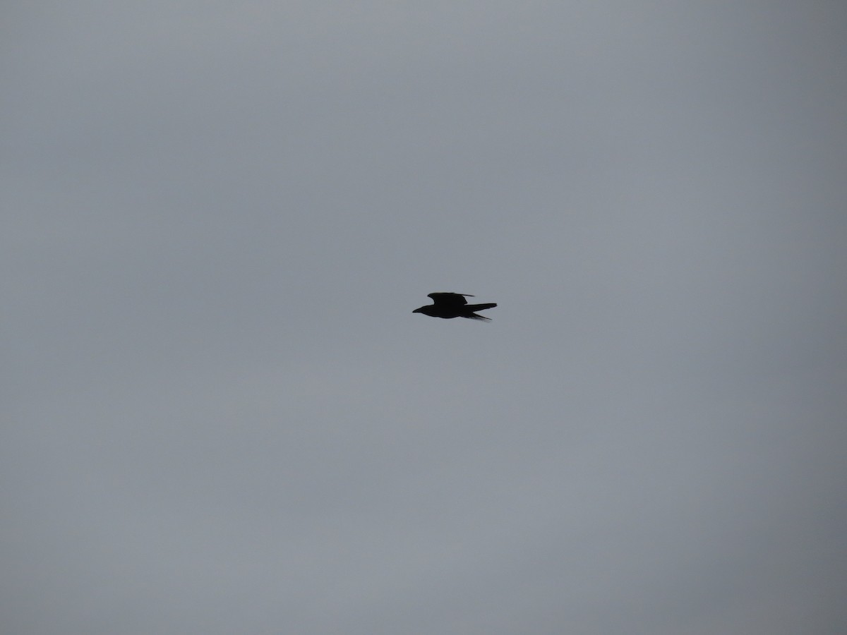 Common Raven - ML645849140